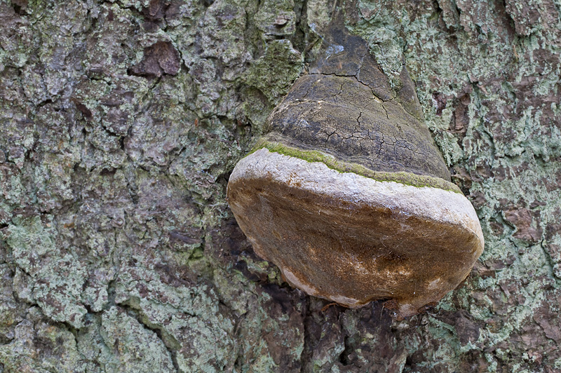 Phellinus hartigii